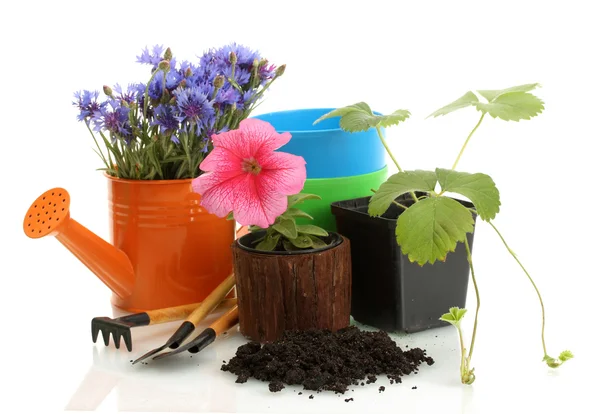 Annaffiatoio, attrezzi e piante in vaso isolato su bianco — Foto Stock