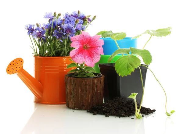 Gieter en planten in bloempot geïsoleerd op wit — Stockfoto