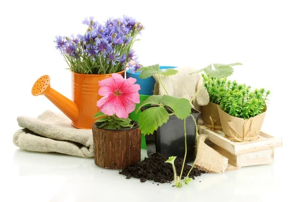 Gieter en planten in bloempot geïsoleerd op wit — Stockfoto