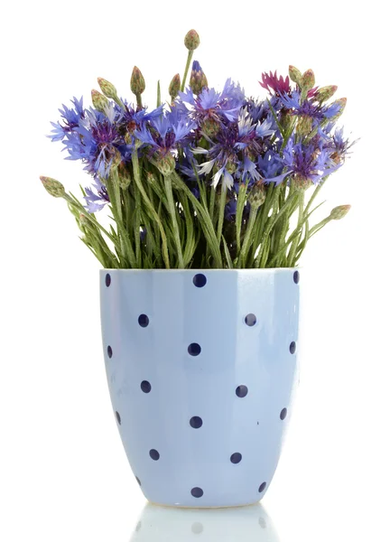 Cornflowers in vase isolated on white — Stock Photo, Image