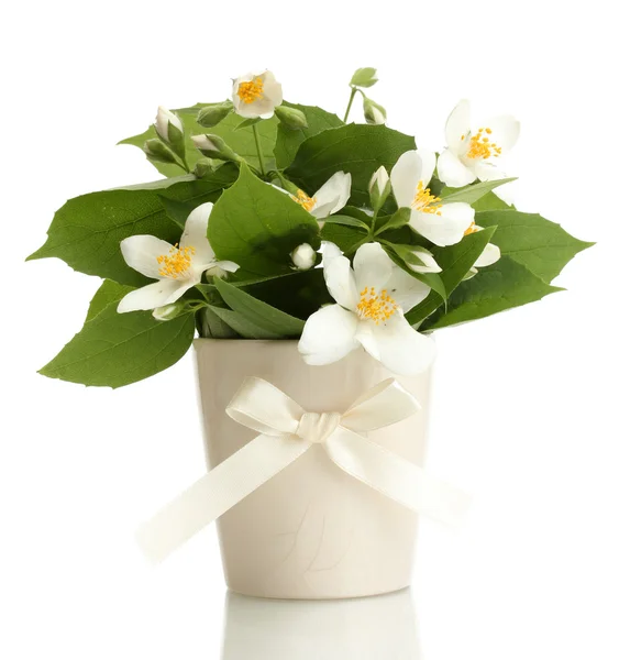 Красивые цветы жасмина в вазе изолированы на белом — стоковое фото