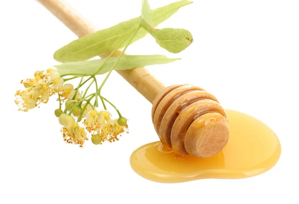 Drizzler, az édes méz és a hárs virág, elszigetelt fehér — Stock Fotó