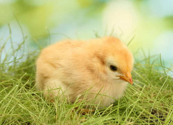 Bahçede yeşil çimenlerin üzerinde güzel küçük tavuk — Stok fotoğraf