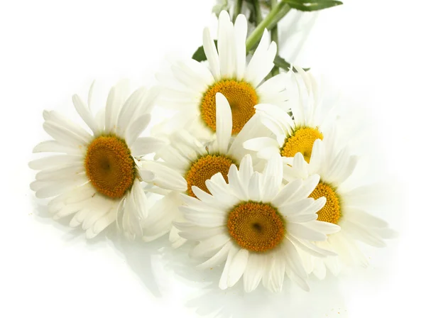पांढरा वर वेगळे सुंदर दासी फुले — स्टॉक फोटो, इमेज