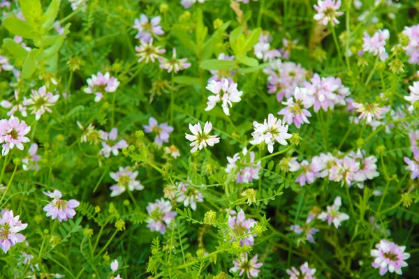 Blommor fält närbild — Stockfoto