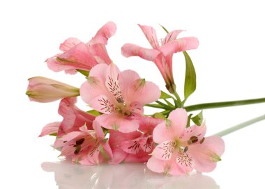 Alstroemeria pink flowers isolated on white clipart