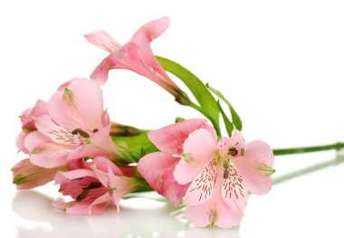 beyaz izole alstroemeria pembe çiçekler