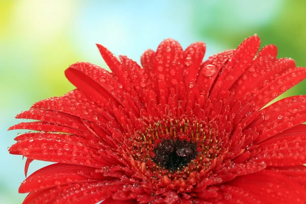 Yeşil renkli yakın çekim üzerinde güzel kırmızı gerbera — Stok fotoğraf