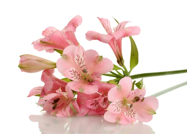 Alstremeria różowe kwiaty na białym tle — Zdjęcie stockowe