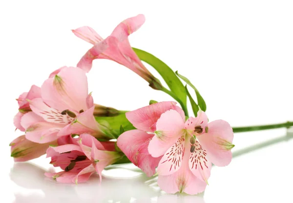 Alstroemeria fiori rosa isolati su bianco — Foto Stock