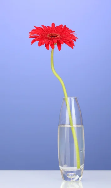 Beautiful red gerbera in vase on violet background close-up Stock Photo