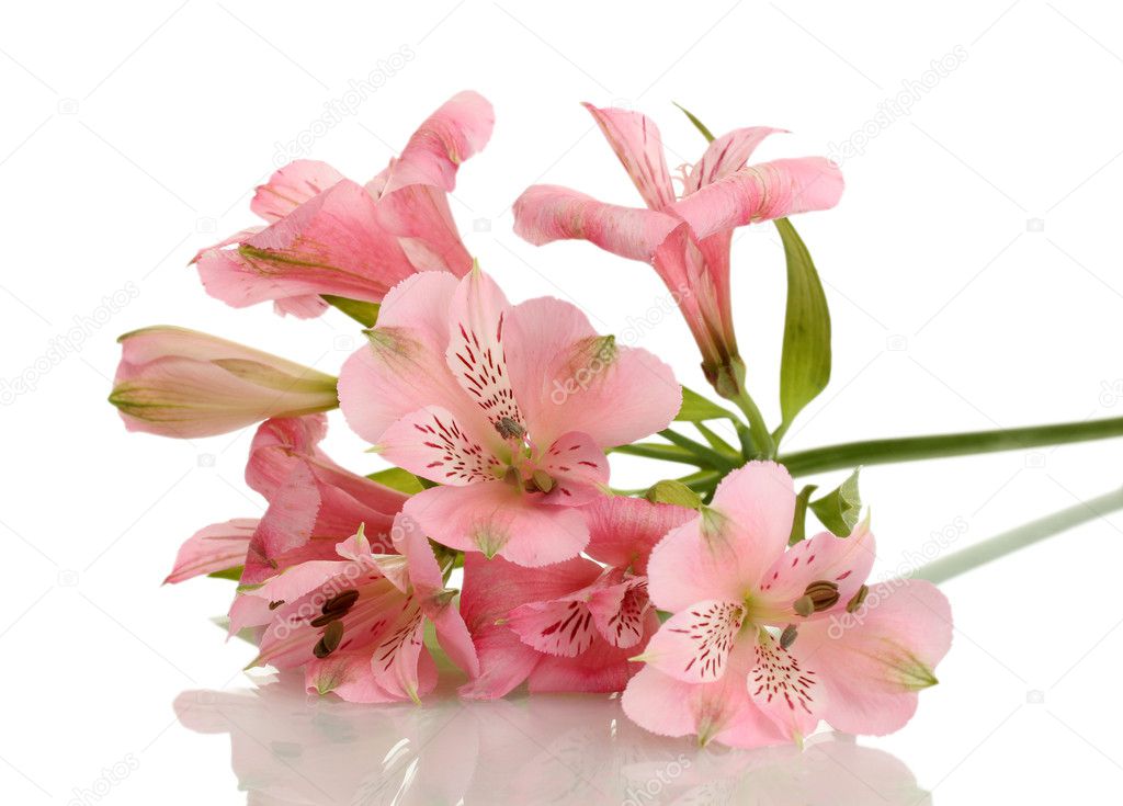 Alstroemeria pink flowers isolated on white