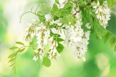 Branch of white acacia flowers on green background clipart