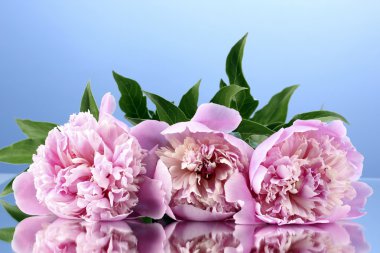 Three pink peonies on blue background clipart