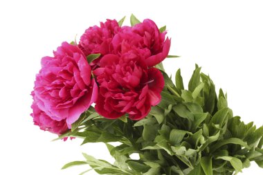 güzel pembe peonies üzerinde beyaz izole