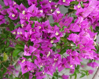 Purple bougainvillea flower close-up clipart