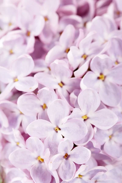 아름 다운 라일락 꽃의 배경 — 스톡 사진