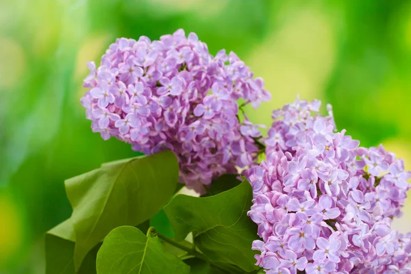 Beautiful lilac flowers on green background — Stock Photo, Image