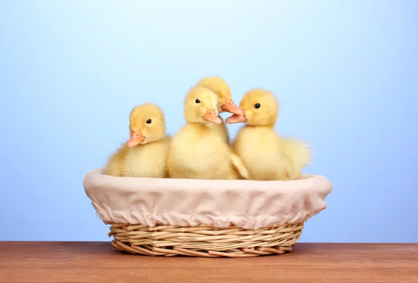 Duckling in basket on wooden table on blue background — Stock Photo, Image