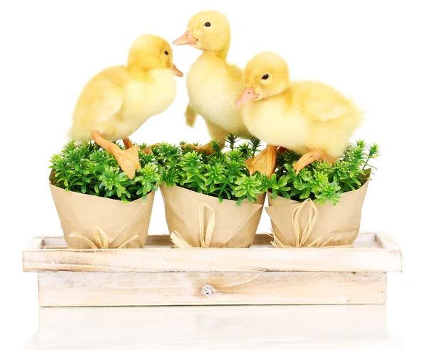 Duckling and bushes isolated on white — Stock Photo, Image