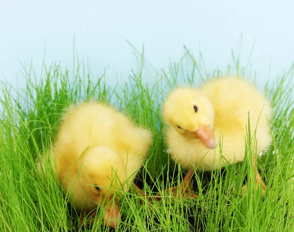Duckling in green grass on blue background — Stock Photo, Image