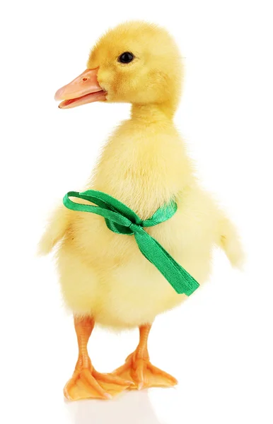 Şerit üzerinde beyaz izole ile ördek yavrusu — Stok fotoğraf