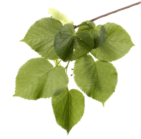 リンデン緑葉に隔離されたホワイト — ストック写真