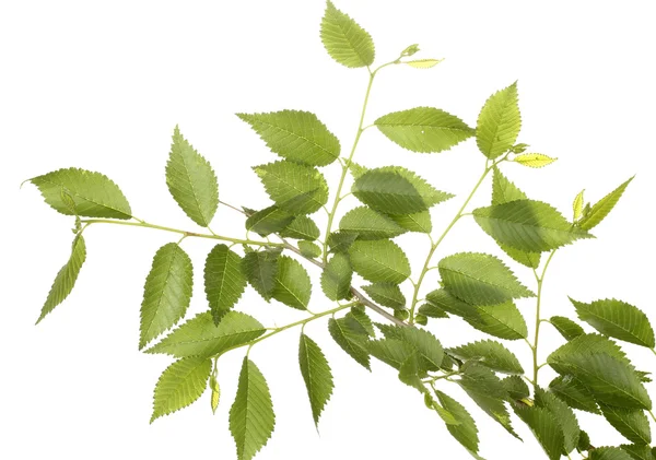 Schöner grüner Zweig isoliert auf weiß — Stockfoto