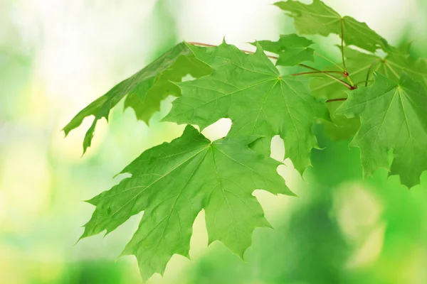 Esdoorn bladeren op groene achtergrond — Stockfoto