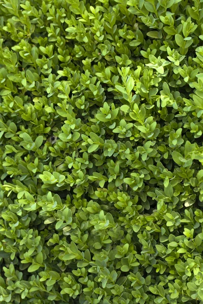 Schöner grüner Strauch aus nächster Nähe — Stockfoto