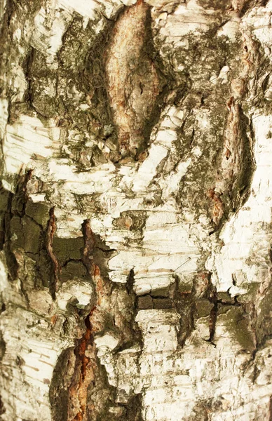 樺の樹皮の背景 — ストック写真