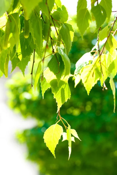 Yeşil arka plan üzerinde yeşil huş ağacı yaprakları — Stok fotoğraf
