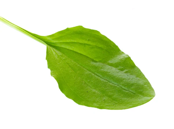 Плоский лист, изолированный на белом — стоковое фото