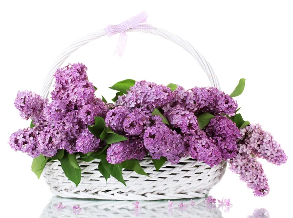 Belas flores lilás em cesta isolada em branco — Fotografia de Stock