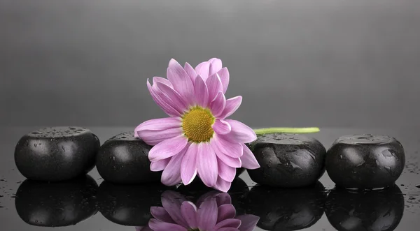 Spa stones and flower with water drops on grey background — Stock Photo, Image