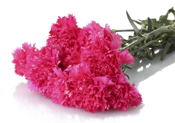 Beautiful pink carnations isolated on white — Stock Photo, Image
