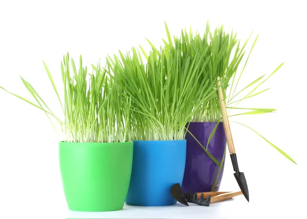Beautiful grass in a flowerpots and garden tools isolated on white — Stock Photo, Image