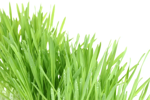 Schönes grünes Gras isoliert auf weißem Grund — Stockfoto