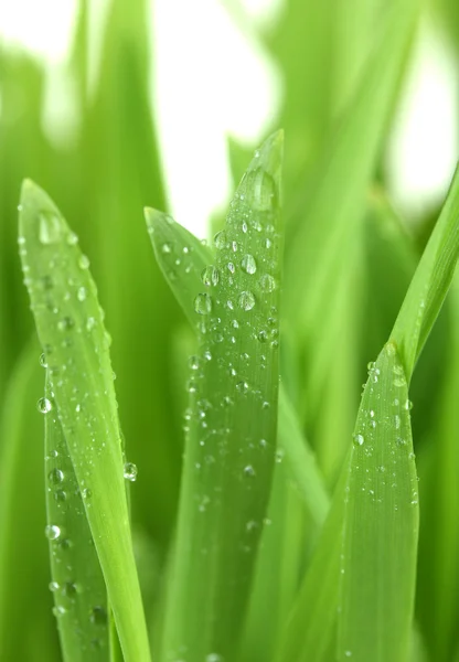Bella erba verde con gocce da vicino — Foto Stock