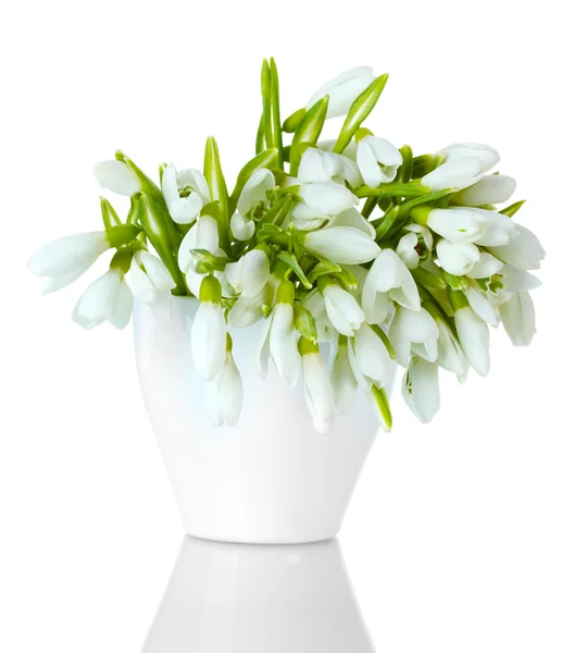 Bel mazzo di bucaneve in vaso isolato su bianco — Foto Stock
