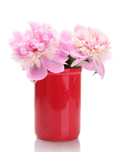 Pink peonies flowers in vase isolated on white — Stock Photo, Image