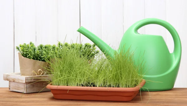 Green grass in a flowerpots and watering can on white wooden background — Stock Photo, Image