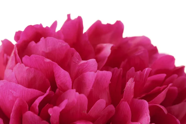 Красивые розовые пионы крупным планом изолированы на белом — стоковое фото