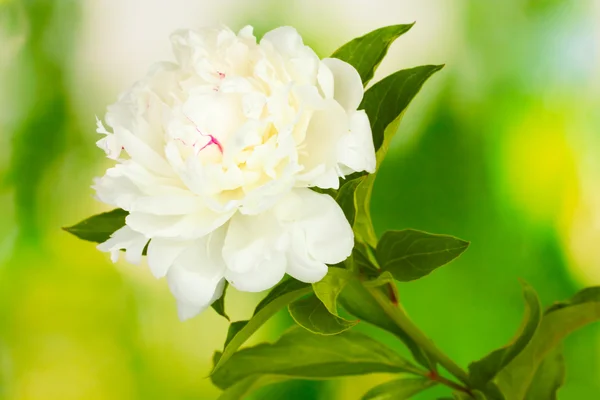 Peoni putih yang indah dengan latar belakang hijau — Stok Foto