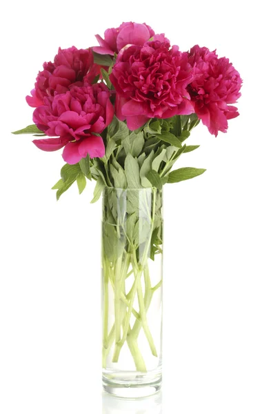Mooie roze pioenrozen in glazen vaas met strik geïsoleerd op wit — Stockfoto