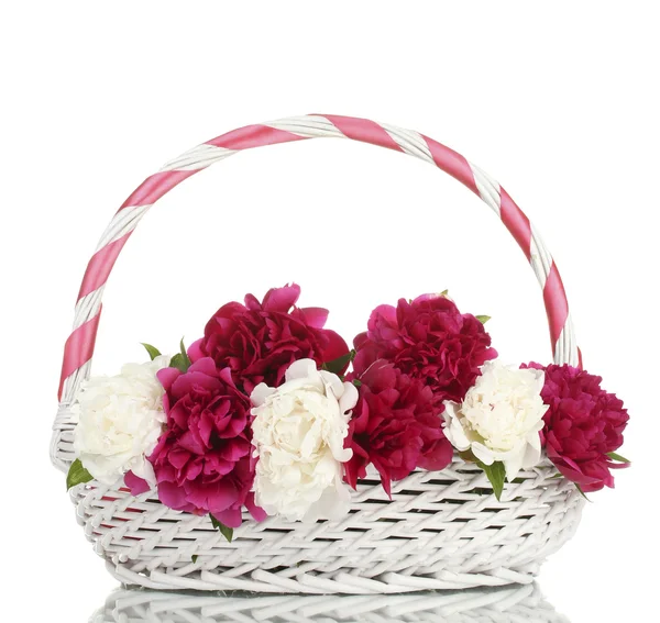 Belle peonie rosa e bianche in cesto con fiocco isolato su bianco — Foto Stock