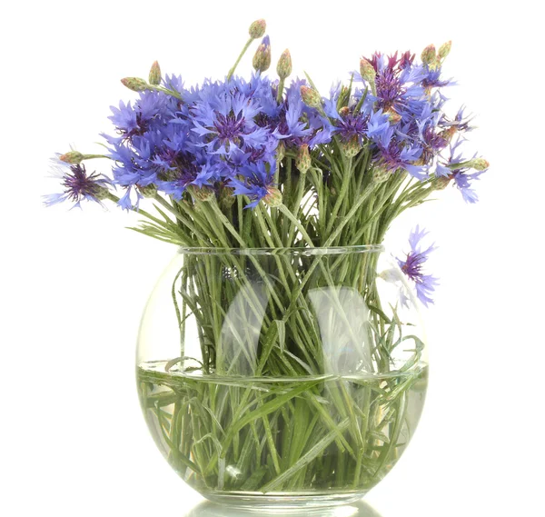 ガラスの花瓶を白で隔離されるヤグルマギク — ストック写真