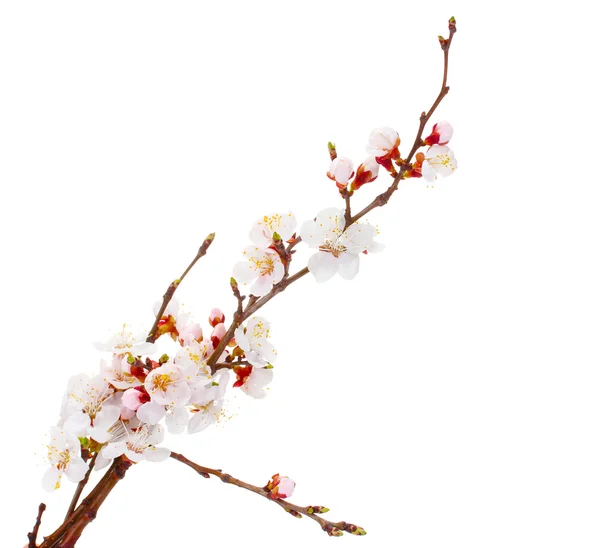 Piękne kwitnąć morela na białym tle — Zdjęcie stockowe