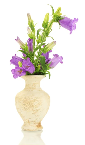 Blue bell blommor i vas isolerad på vit — Stockfoto