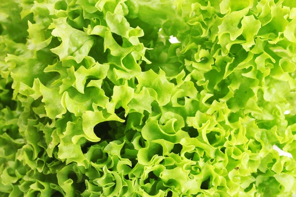 Fresh lettuce texture — Stock Photo, Image